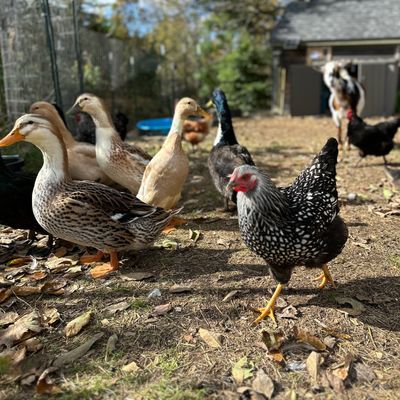 Ducks