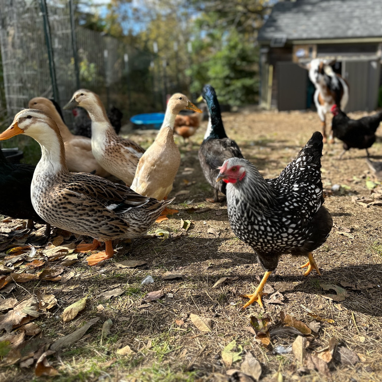 Ducks and chickens